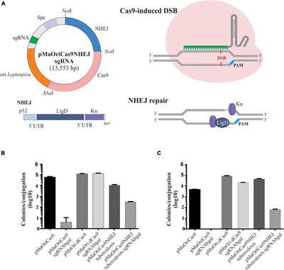 A Novel Breakthrough in Leptospira spp. Mutagenesis: Knockout by Combination of CRISPR/Cas9 and Non-homologous End-Joining Systems